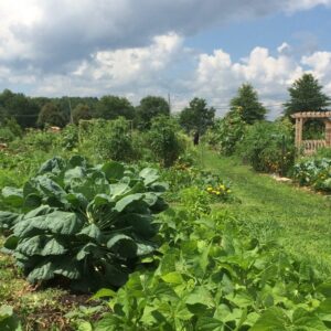 community garden