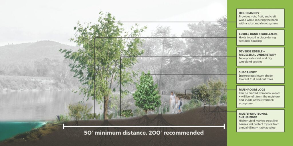 Graphical rendering of GFN forest garden. labels and descriptions for high canopy, edible bank stabilizers, diverse edible and medicinal understory, subcanopy, mushrooom logs, and multifuncitonal shrub edge