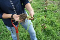 Hands Holding Soil Attached To Cover Crop