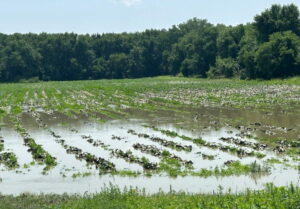 Flooded crops in a field