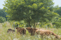 Cattle Grazing In The Shade Of A Tree