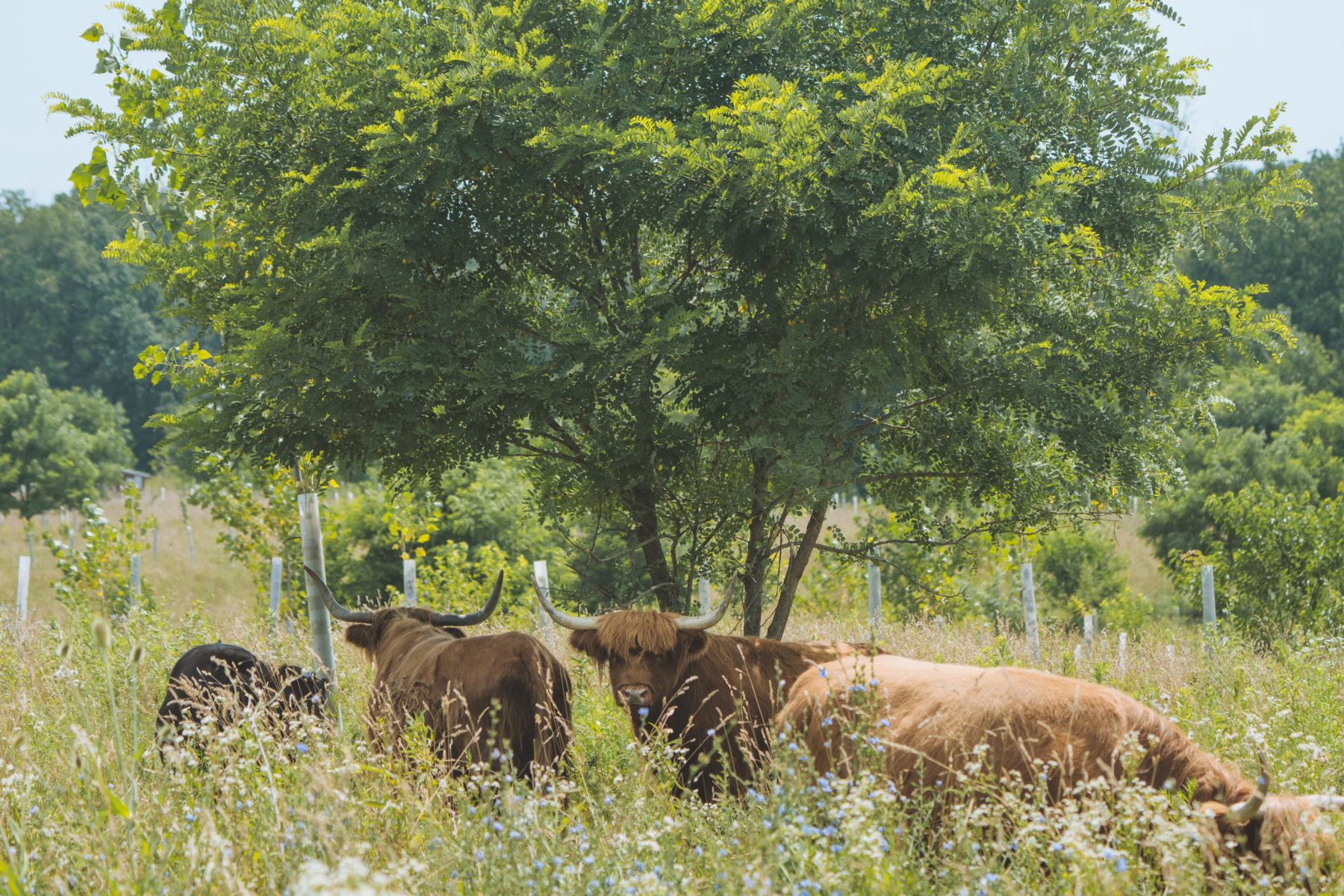 Cattle grazing in the shade of a tree