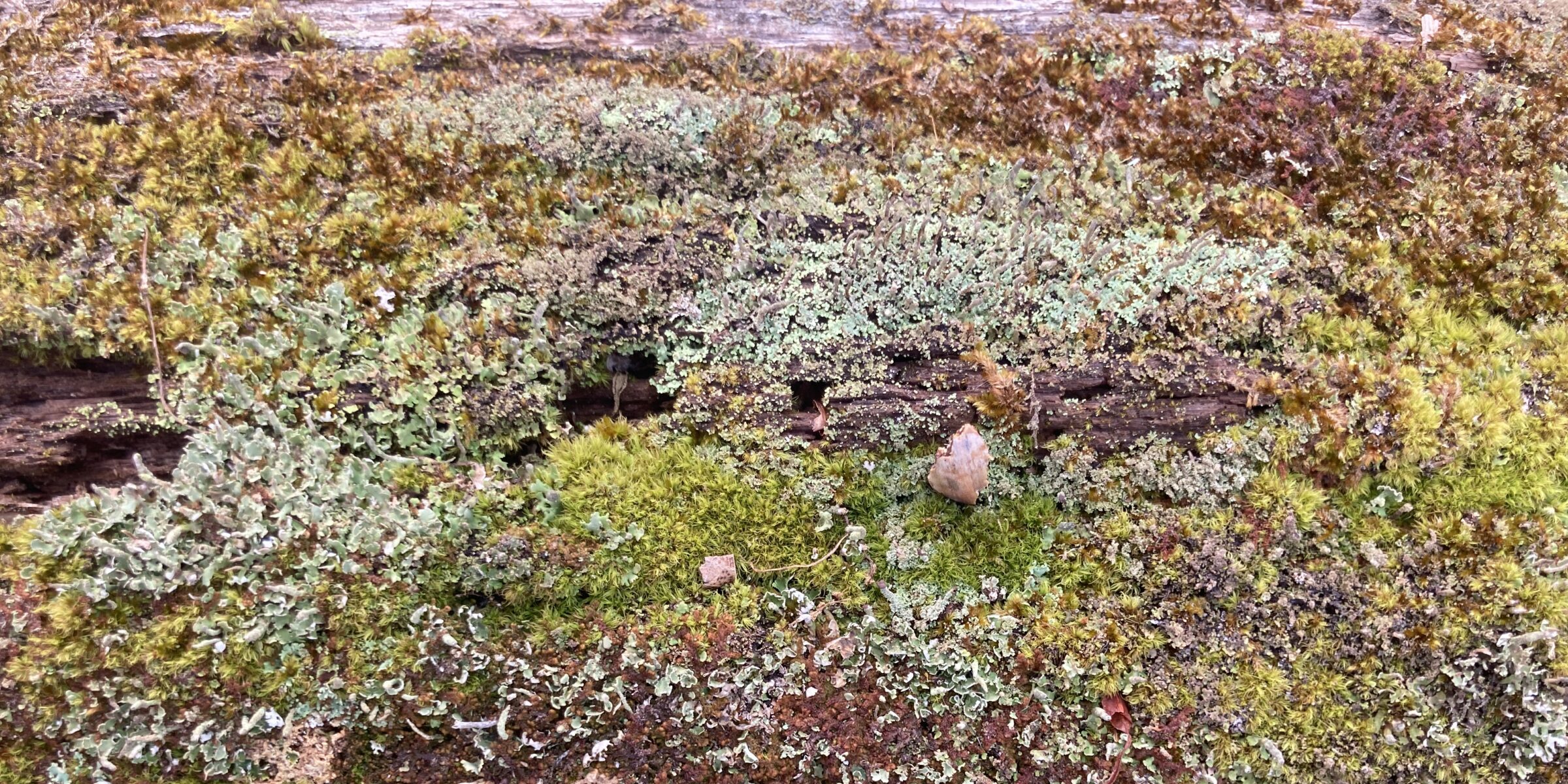 Closeup of lichen, moss, and mushrooms on fallen trees in woodlands