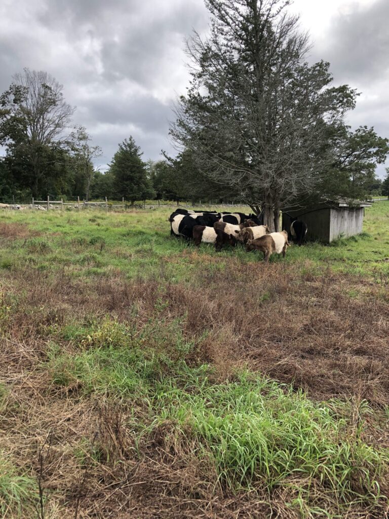 Belted Galloway cows gathered below a short tree in a field where Soil Productivity Assessment is being conducted